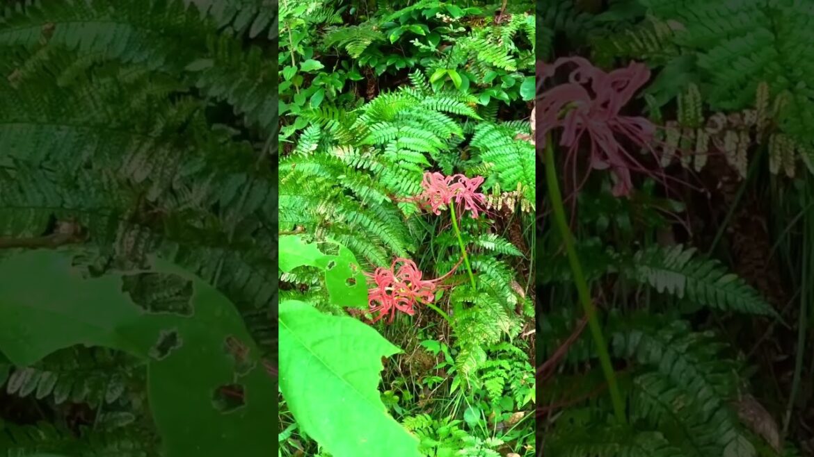 神様がたくさん！静岡のウルトラパワースポット｜静岡　静岡浅間神社｜shizuoka sengen jinja shizuoka Japan